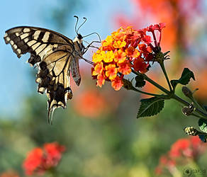 The Flower Dancer