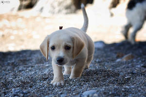 Spira's First Day On The Beach