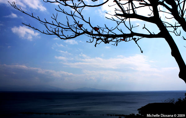 dying tree