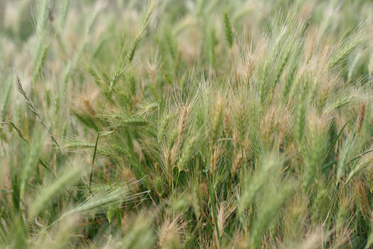 green wheat in breeze