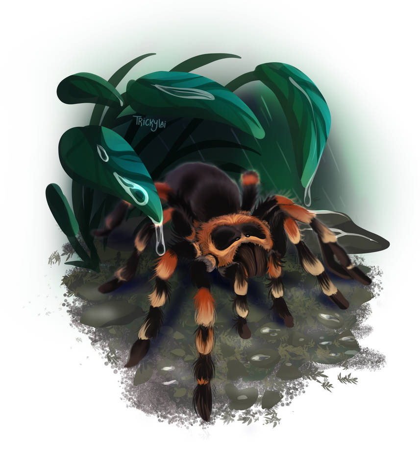 Tarantula Deviantart Tarantula Study by Corvistrix on DeviantArt