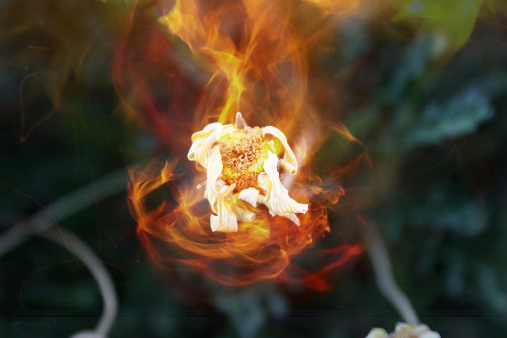 Burning Flower by Emshade72 on DeviantArt