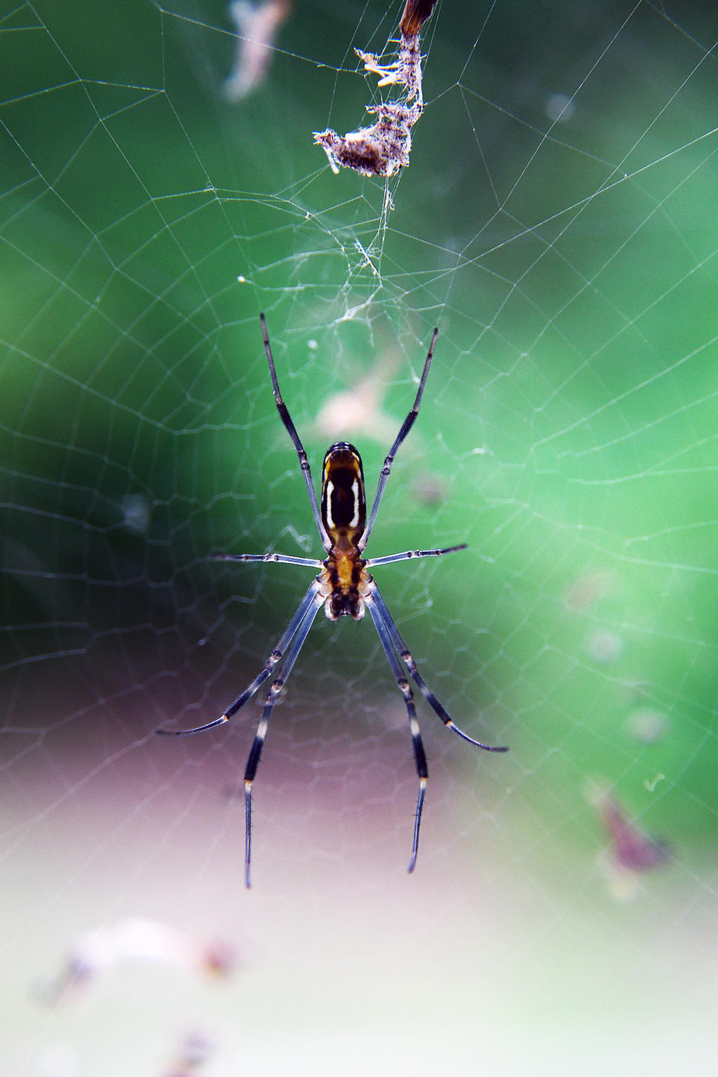 Web Weaver Insect Web Weaver by typomazoku on DeviantArt