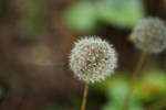 Wish and Blow by mxlove