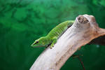 Green by mxlove