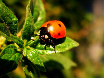 Ladybug