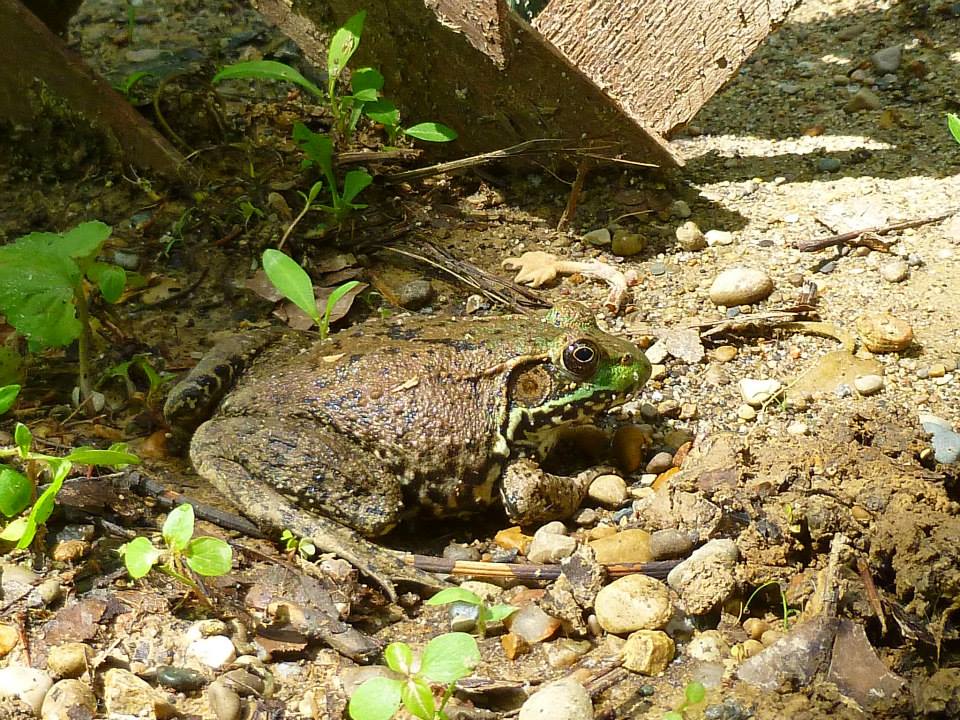 Toad I