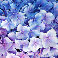 Untitled (Hydrangeas)