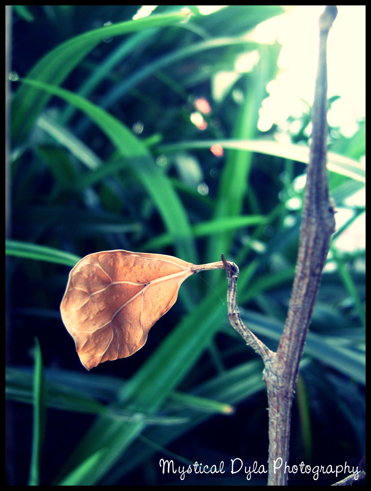 Dried Leaf