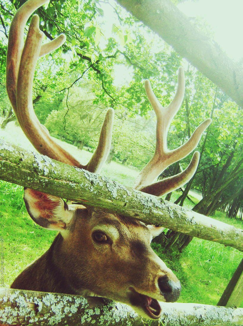 Deer smile