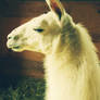 Albino Llama in the sun