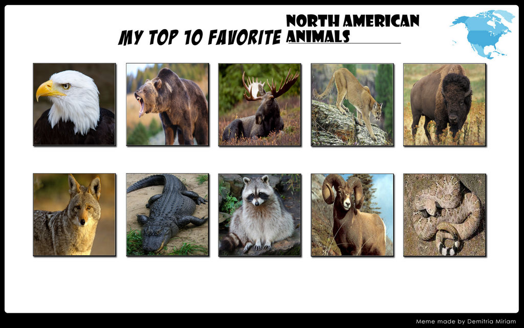 Top 10 Favourite North American Animals by LinKueiWolf57 on DeviantArt