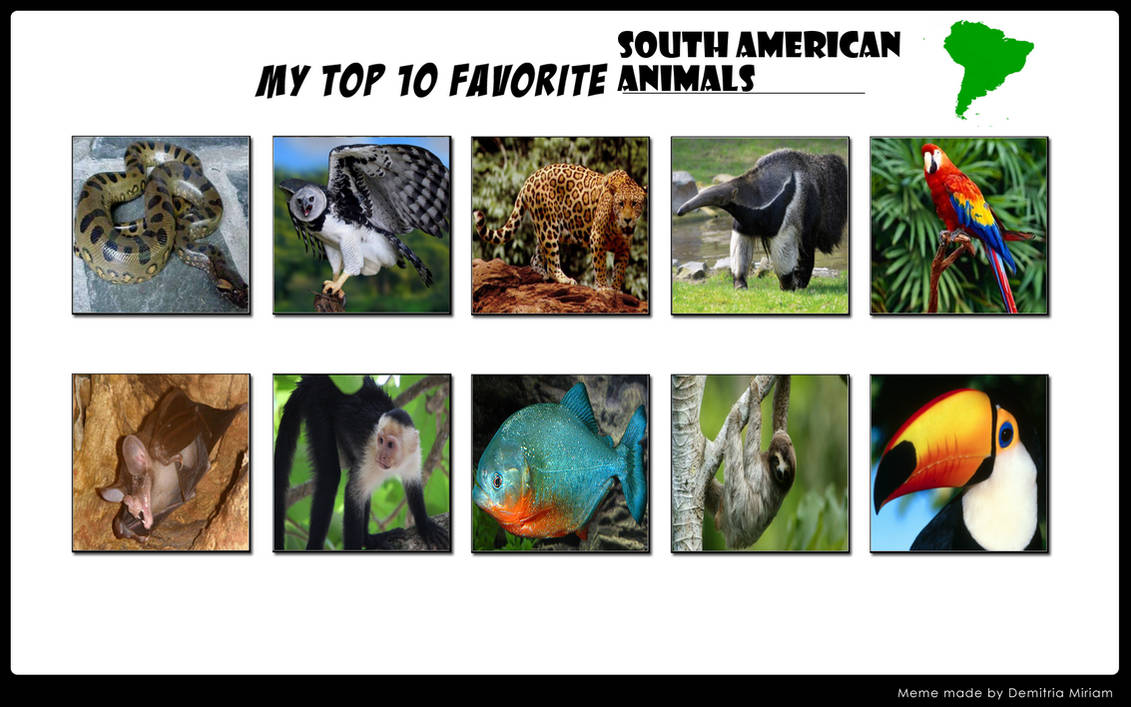 Top 10 Favourite South American Animals by LinKueiWolf57 on DeviantArt