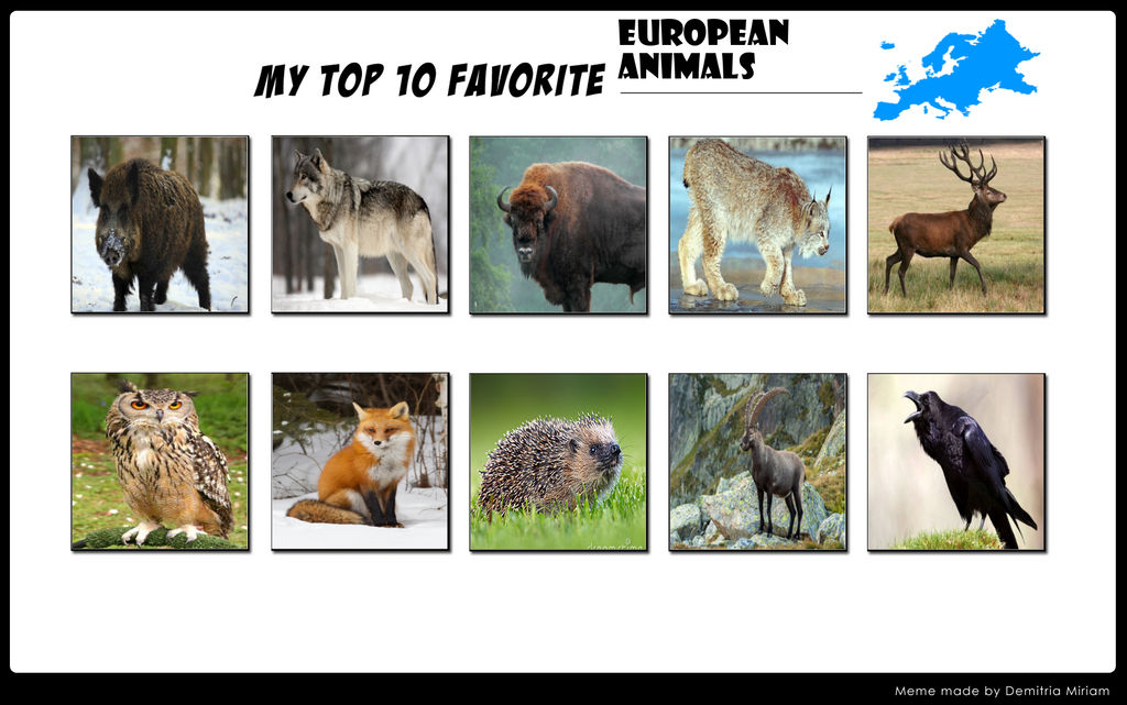 Top 10 Favourite European Animals by LinKueiWolf57 on DeviantArt