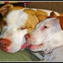 Pitbull Love 1