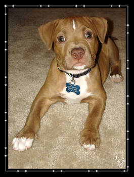 Aries - Rescued Pit Bull Puppy