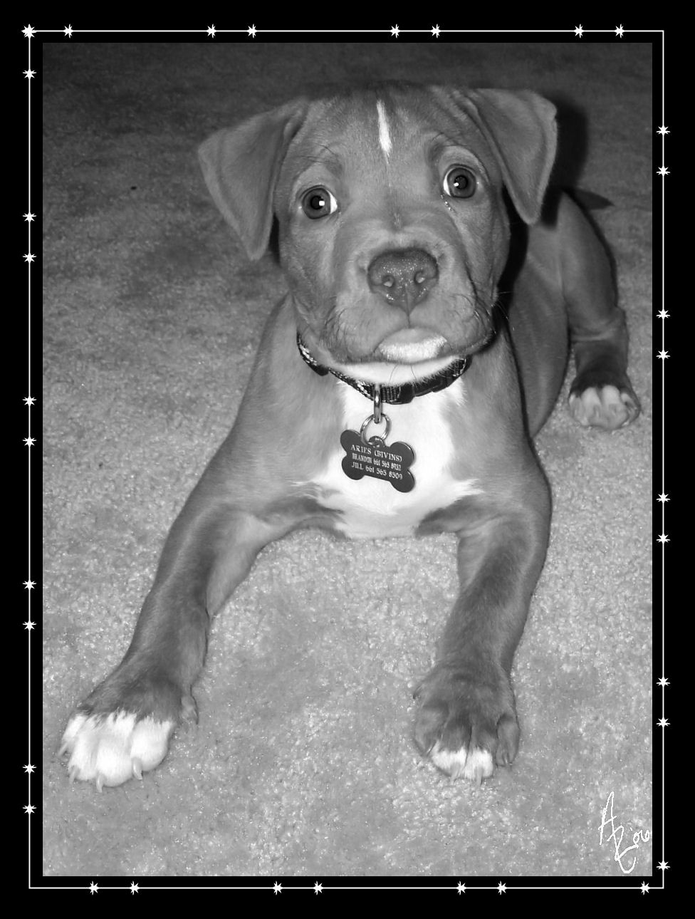 Aries- Rescued Pit Bull Puppy2