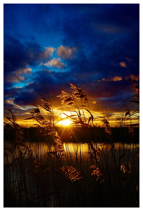 Golden Sunset...