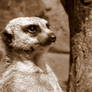 Lookout (Sepia Meercat)