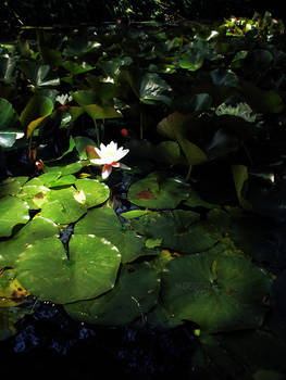 White Lotus