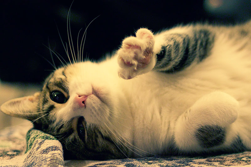 Hi-Five Kitty