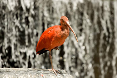 Red Ibis