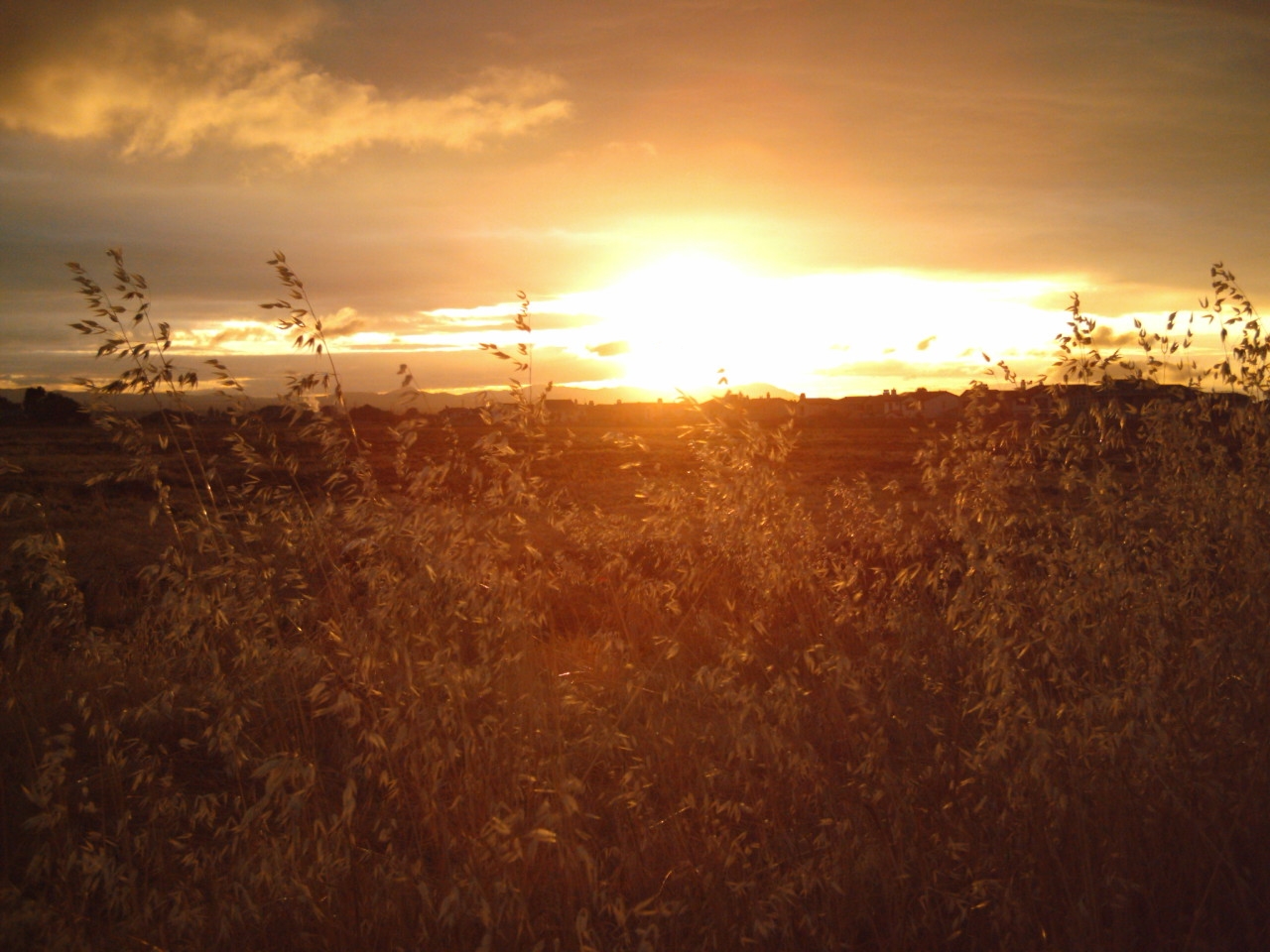 The Golden Sunset