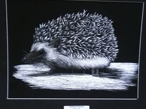 Hedgehog (scratchboard)