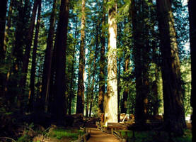 Redwoods