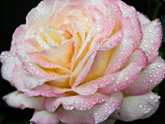 Pink Rose