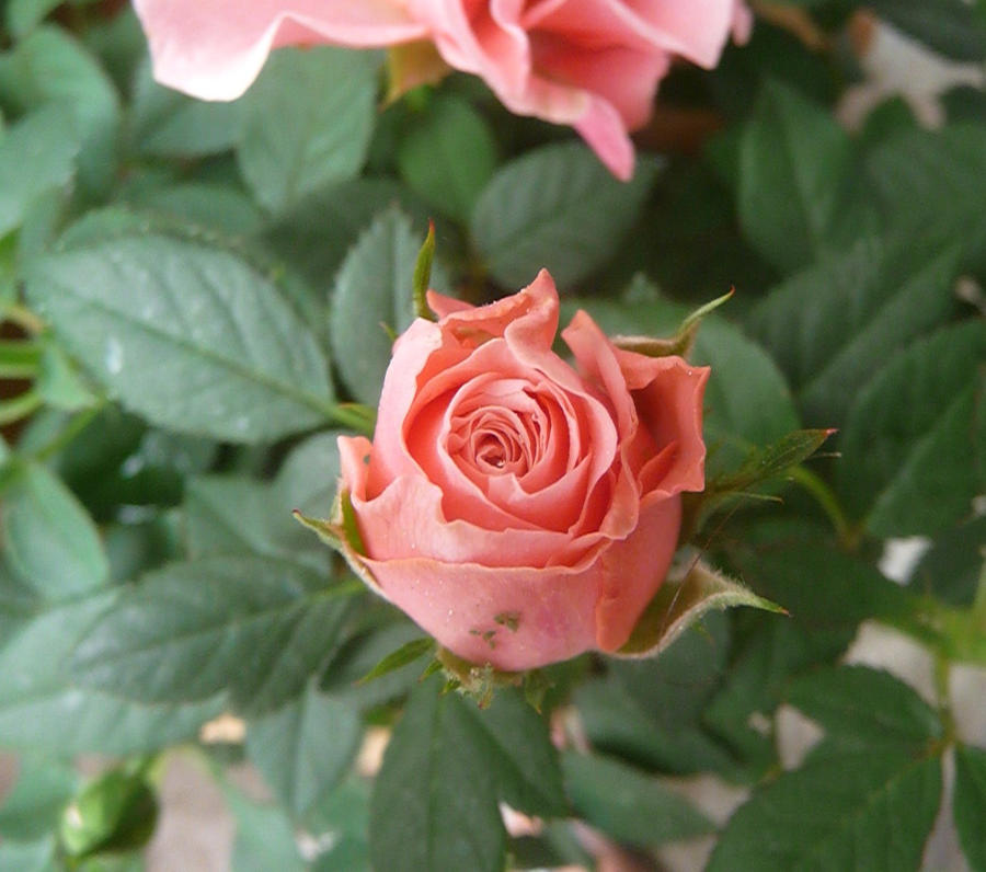 Greek Roses Greek Rose by sumtensup95 on DeviantArt