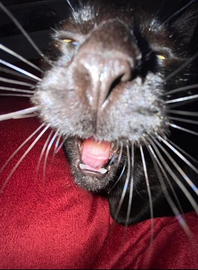 Goofy Ahh Cat Image I Found On Internet By Xxgalax On DeviantArt goofy-ahh-cat-image-i-found-on-internet-by-xxgalax-on-deviantart