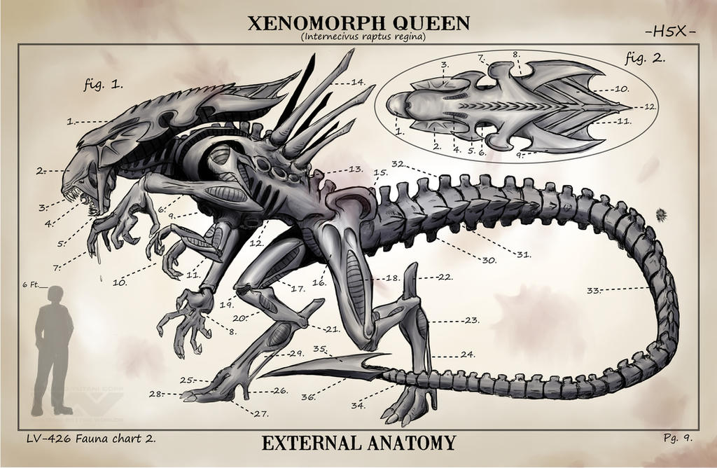 Xenomorph Queen By RoninH5X On DeviantArt xenomorph-queen-by-roninh5x-on-deviantart