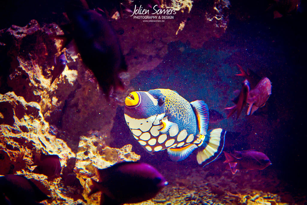 Close-up fish 2013