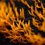 Calocera cornea