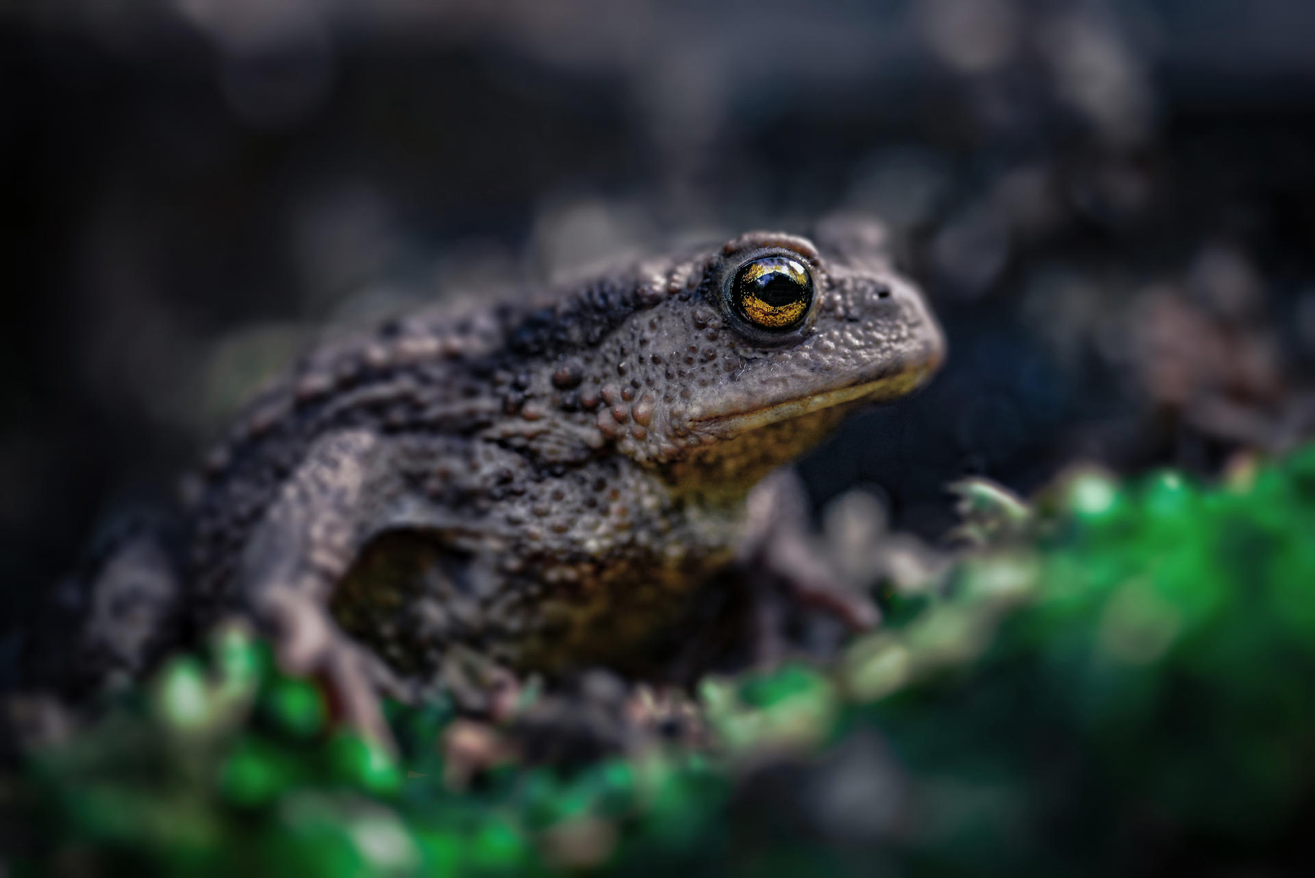 Ribbit ribbit by Cothoga on DeviantArt