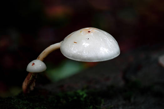 Porcelain Fungus