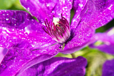 Clematis with waterdrops