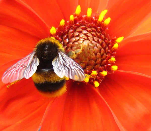 Boozy Bee Buzzy Bee by esuma on DeviantArt