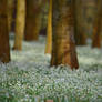 Snow or Snowdrops?