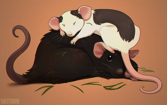 Rat sleep