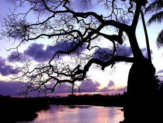 Tree at the banks of the river