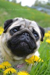 FlowerPrincessPug