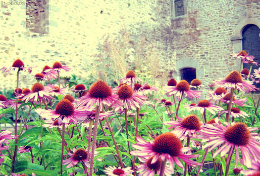 Pink Flowers