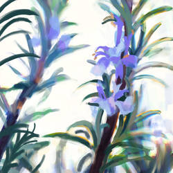 Pleinairpril - Rosemary blooming