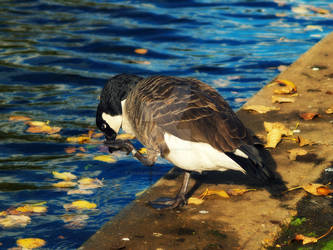 Shy Goose