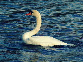 White Swan