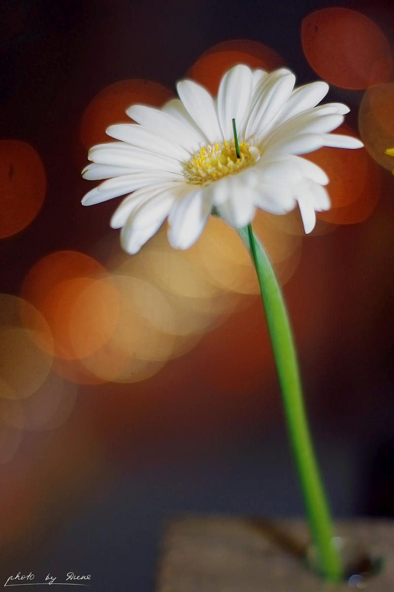 White gerbera 73_366