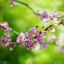 Pink blossom 127_366