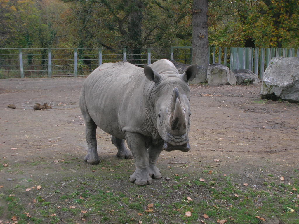 Rhinoceros I